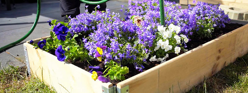 Ferdigplantet høybed med lilla blomster