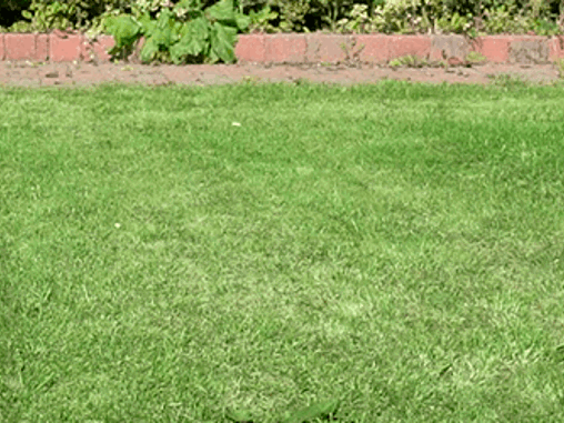 Tips til en grønn gressplen