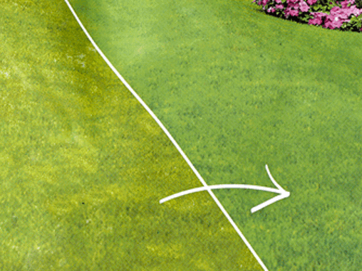 Tips til mosebekjempelse