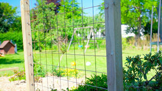 Espalier Nyweb Art