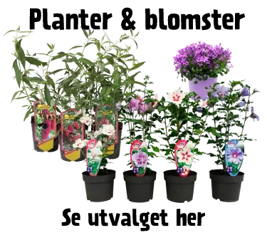Planter & blomster